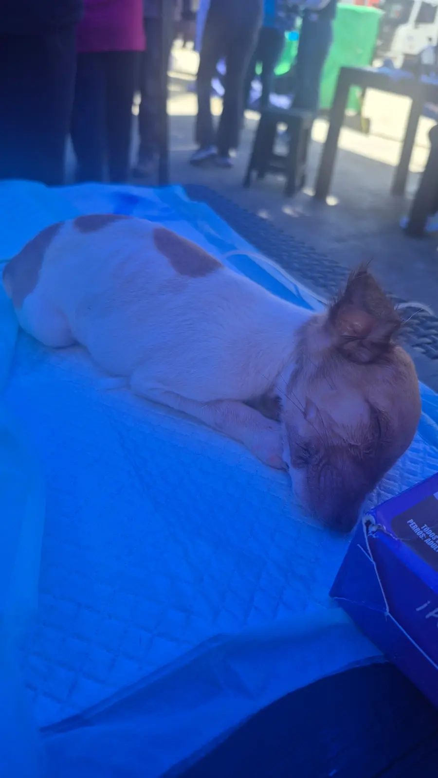 Cachorro recibiendo atención veterinaria durante la jornada médica en Tanaguarena, La Guaira