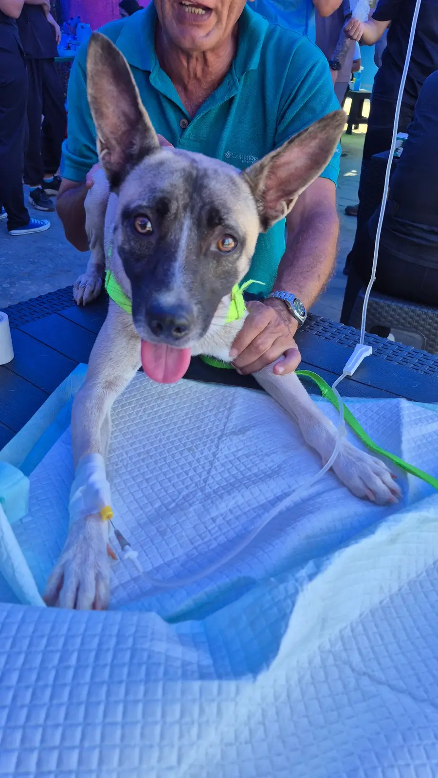 Perro recibiendo atención veterinaria durante la jornada médica en Tanaguarena, La Guaira